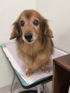 チョコくんのトリミング写真