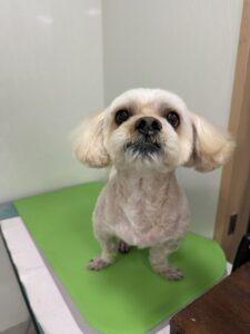 ふくくんのトリミング写真