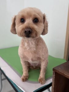 12月22日のわんこたちの写真