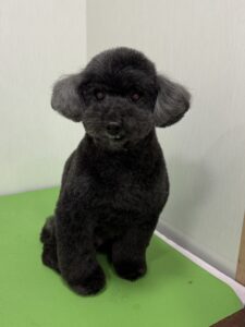 レオくんのトリミング写真