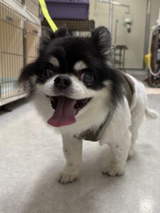 ココくんのトリミング写真