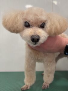 はなちゃんのトリミング写真