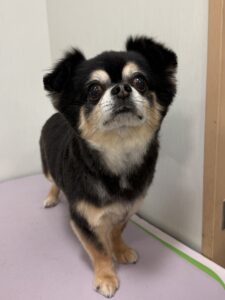 ふうくんのトリミング写真