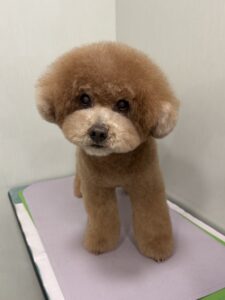 田んぼくんのトリミング写真