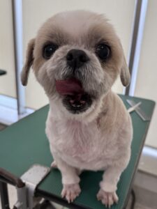 12月27日のわんこたちの写真