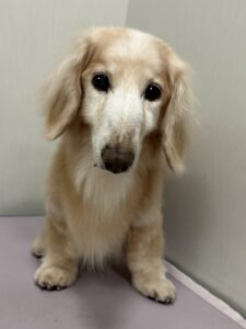 クリスくんのトリミング写真