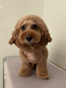 12月28日のわんこたちの写真