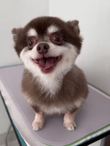 琥珀(こはく)くんのトリミング写真