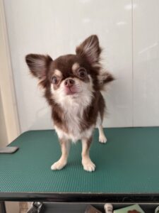 ざらめちゃんのトリミング写真