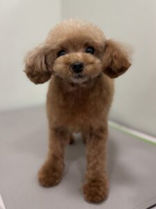 空音(くおん)ちゃんのトリミング写真