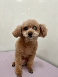 ちゅらちゃんのトリミング写真