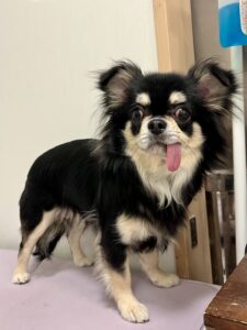 moko(もこ)ちゃんのトリミング写真