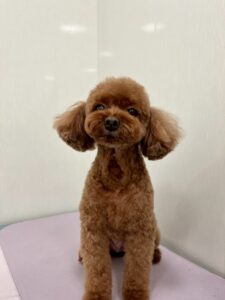 モカちゃんのトリミング写真