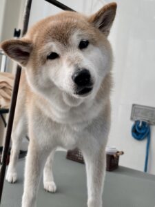 ももちゃんのトリミング写真