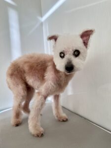 チャッピーくんのトリミング写真