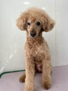 プークくんのトリミング写真