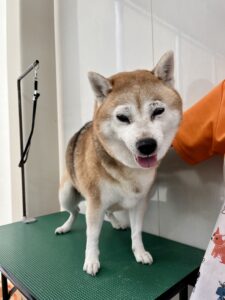 ふくちゃんのトリミング写真