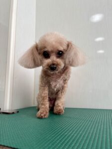 12月9日のわんこたちの写真