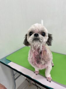 ゆめちゃんのトリミング写真