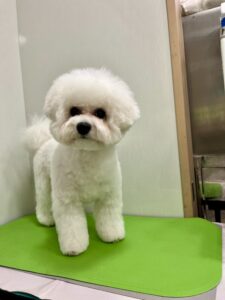 マメちゃんのトリミング写真