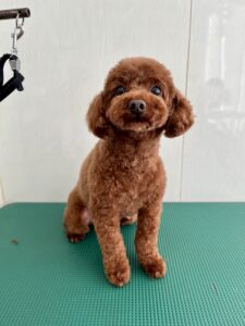 リオンくんのトリミング写真