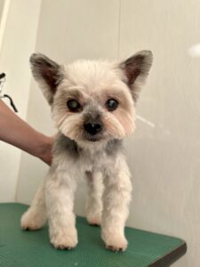 モカくんのトリミング写真