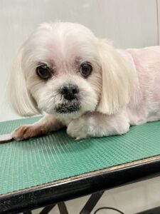 シロくんのトリミング写真