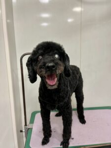 ポポくんのトリミング写真