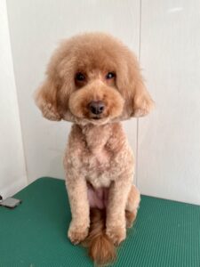 海(うみ)ちゃんのトリミング写真