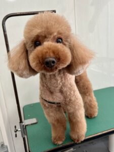 12月14日のわんこたちの写真