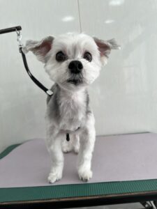 ぷうくんのトリミング写真