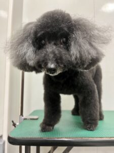 杏(あんず)ちゃんのトリミング写真