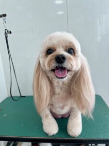 ハニーちゃんのトリミング写真