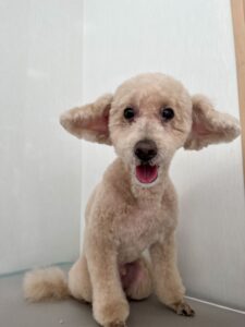 12月17日のわんこたちの写真