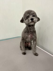 メイくんのトリミング写真