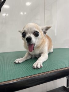 ままちゃんのトリミング写真