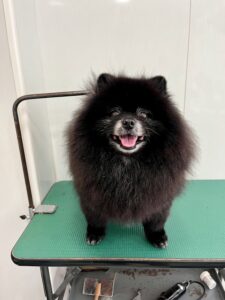 クローバーくんのトリミング写真