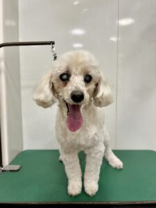 レオくんのトリミング写真