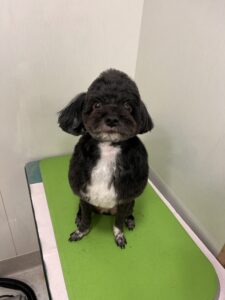 NICOくんのトリミング写真