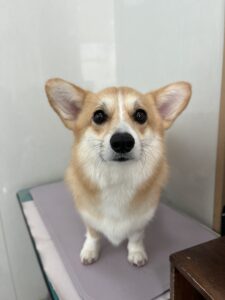 cocoaちゃんのトリミング写真