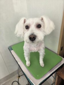 あいちゃんのトリミング写真