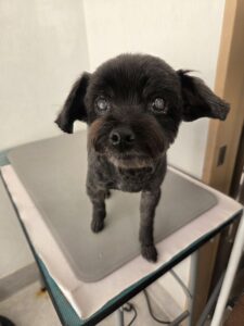 あずきちゃんのトリミング写真