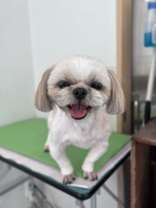 あめちゃんのトリミング写真