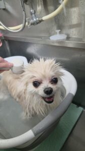 おもちくんのトリミング写真