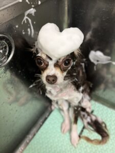 かりんちゃんのトリミング写真