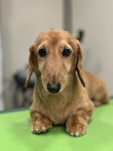 くうくんのトリミング写真