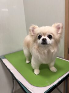 くうくんのトリミング写真