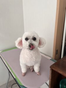 くららちゃんのトリミング写真