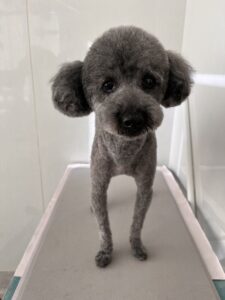 くろくんのトリミング写真