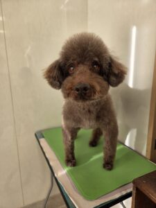 クロくんのトリミング写真